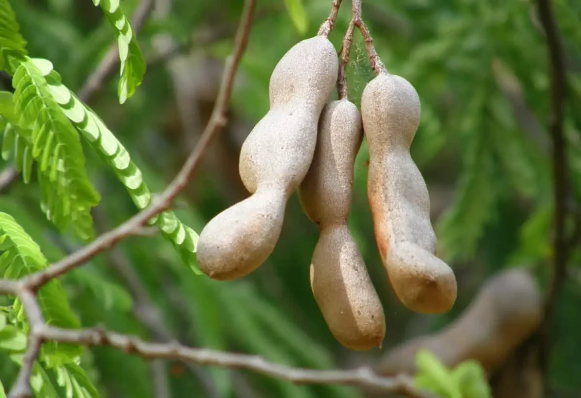 A cluster of tamarind pods hanging from a branch, with a focus on their brown, velvety shells, against a backdrop of green leaves.