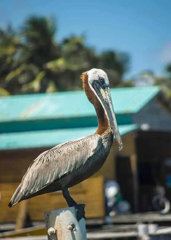 A close-up of a brown pelican perched on a wooden post with a tropical background. The pelican’s detailed feathers and long beak are highlighted, capturing the local wildlife.
