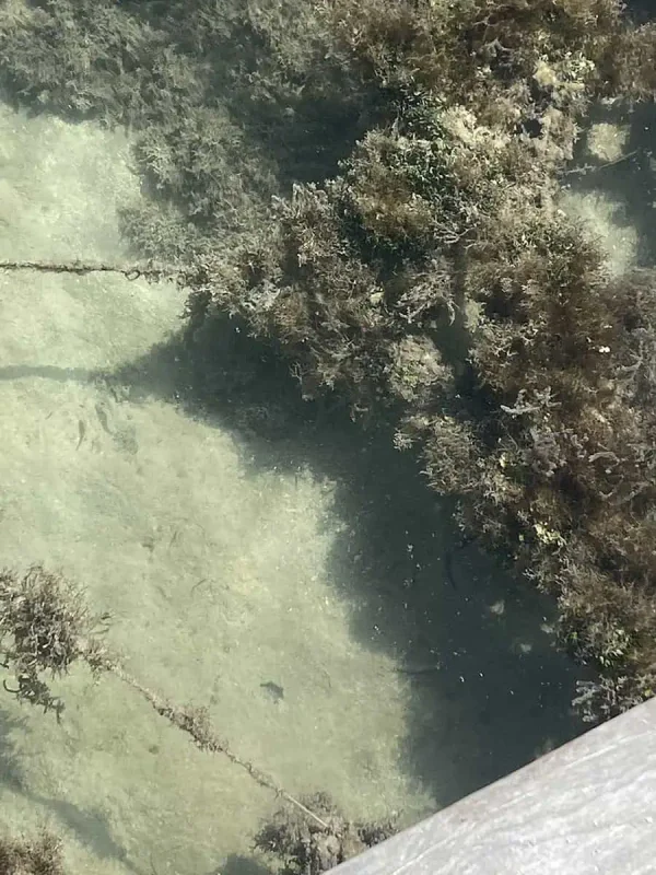 A top-down view of the shallow waters near a pier in Caye Caulker, showing the clear sandy bottom and patches of seaweed. The transparency of the water reveals the marine environment below, making it perfect for snorkeling.