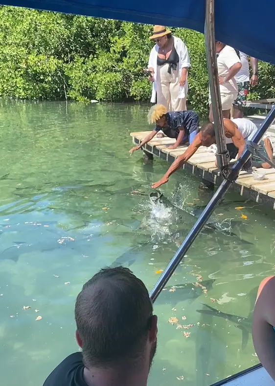 A group of people are gathered on a wooden dock in Caye Caulker, extending their arms into the water to feed fish. The clear, shallow water reflects the bright sunlight, and lush mangroves frame the background. One woman in a sun hat and white cover-up watches closely, while another child leans over the edge excitedly. This interactive activity with the local marine life is one of the best things to do in Caye Caulker.