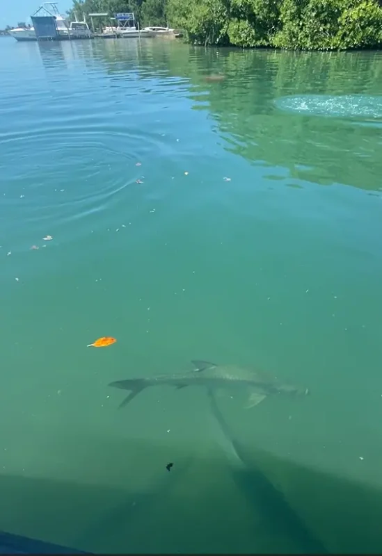 The image captures a serene view of the greenish-blue waters near a mangrove area in Caye Caulker. In the foreground, a large fish, likely a tarpon, is visible swimming just below the water’s surface. The calm water and surrounding mangroves create a peaceful setting, perfect for observing the rich aquatic life that is one of Caye Caulker's highlights.