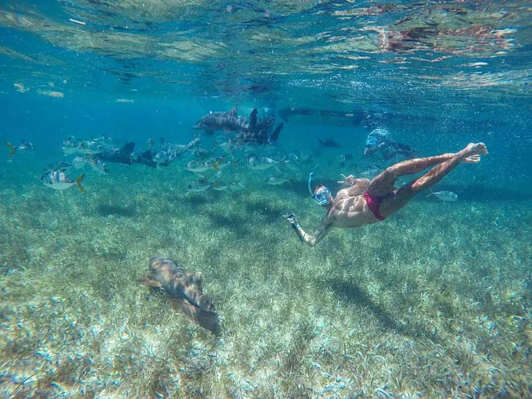 A man snorkels in the clear waters of Caye Caulker, surrounded by a diverse array of colorful fish and seagrass. He is mid-dive, capturing the dynamic underwater environment with his GoPro. This immersive snorkeling experience showcases one of the best things to do in Caye Caulker, allowing visitors to explore the vibrant marine ecosystem up close.