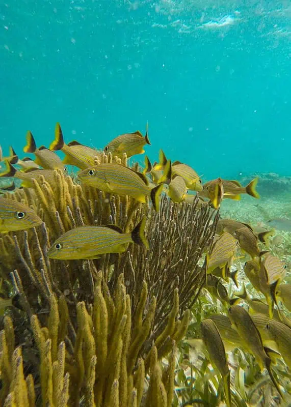 A close-up view of a school of small yellow fish swimming among healthy, vibrant corals and sea sponges in the turquoise waters of Caye Caulker. The fish are densely packed and move in unison, creating a mesmerizing underwater scene. This rich biodiversity is a key attraction for snorkeling and diving enthusiasts in Caye Caulker.