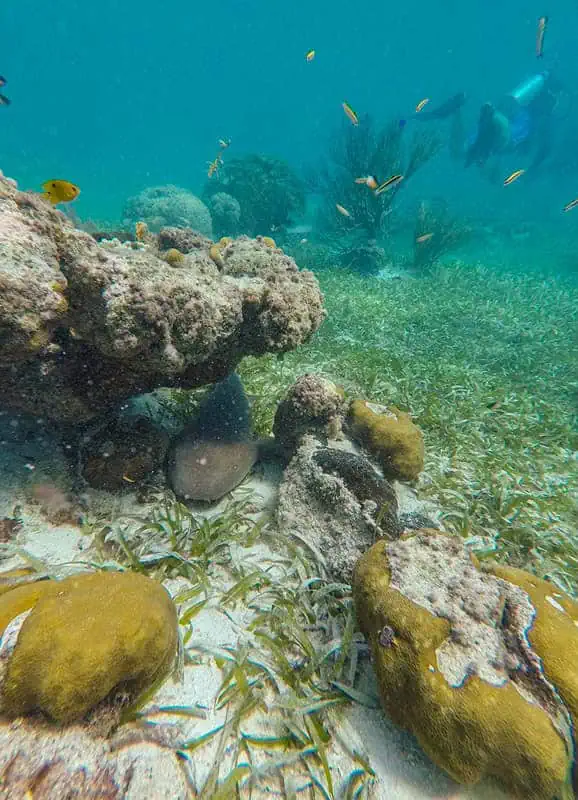 Underwater scene featuring various corals and small, colorful fish, with a diver swimming in the background. The sandy seabed is dotted with seagrass and rock formations, providing habitat for marine life. The diver explores this thriving underwater ecosystem, highlighting the allure of scuba diving in Caye Caulker's clear waters.