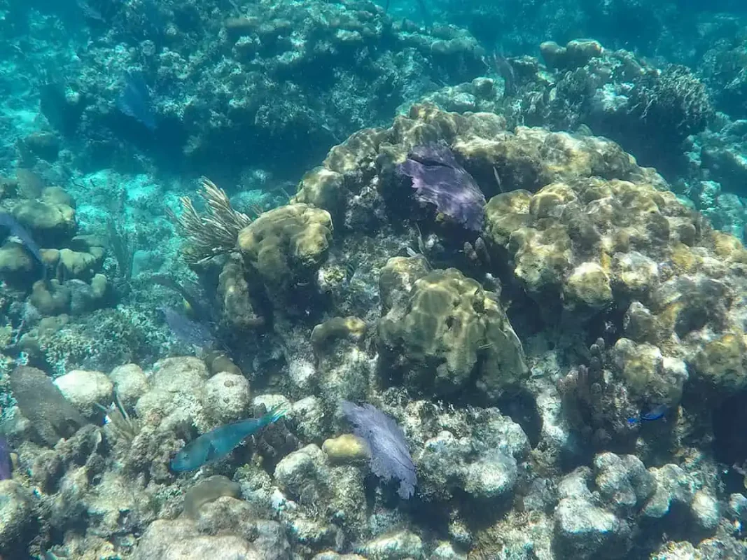 An underwater view of a vibrant coral reef teeming with various fish species in Caye Caulker. The corals display a range of colors and textures, creating a lively and dynamic marine habitat. Small fish dart in and out of the coral crevices, illustrating the rich and diverse marine life that makes snorkeling and diving here so special.