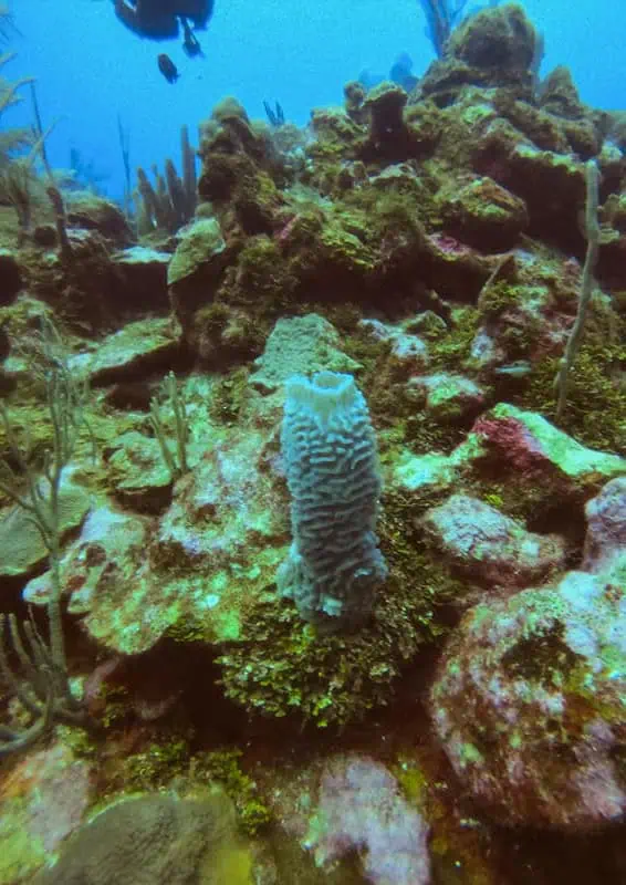 A detailed underwater view of a coral formation, featuring a large sponge and various small fish. The coral structure is complex and teeming with life, showcasing the healthy and diverse marine ecosystem of Caye Caulker. Fish of different shapes and sizes swim around the coral, illustrating the vibrant underwater world that attracts divers and snorkelers to this island.