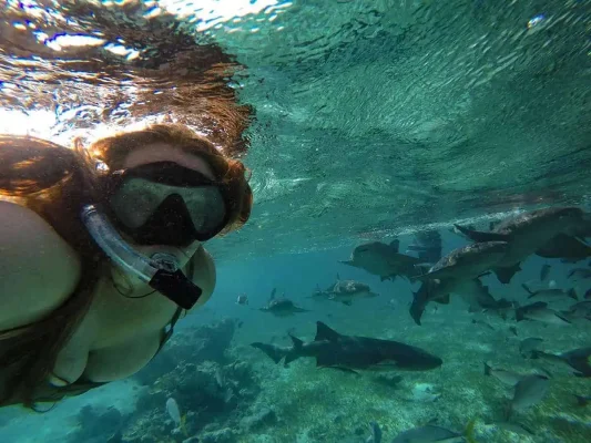 A close-up underwater shot of tasha amy snorkeling in the clear waters of Caye Caulker, Belize. She is surrounded by numerous nurse sharks and fish swimming around coral reefs, capturing the excitement and adventure of marine life encounters. swimming with sharks is one of the best things to do in Caye Caulker.