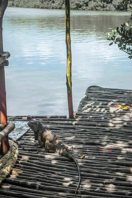 A large iguana resting on a wooden dock, a common sight and part of the local wildlife that can be encountered in Ambergris Caye.
