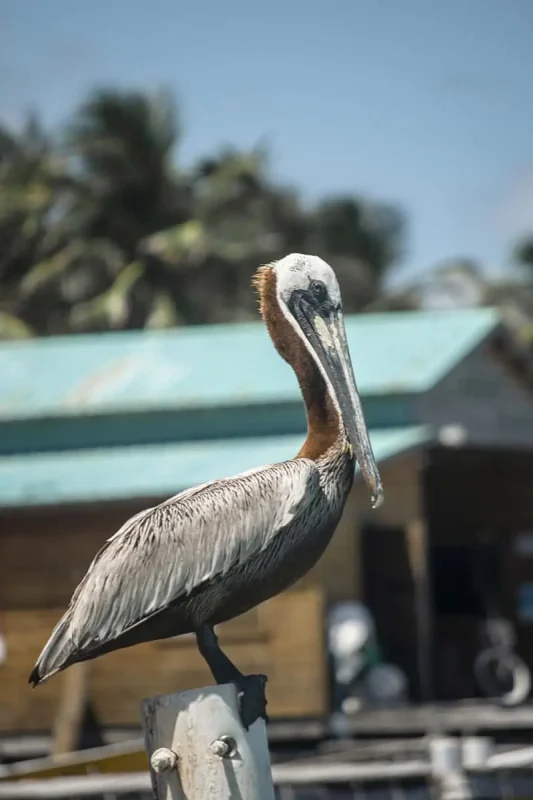 A brown pelican perched on a post in Ambergris Caye, a common and delightful sight for birdwatchers visiting the island.