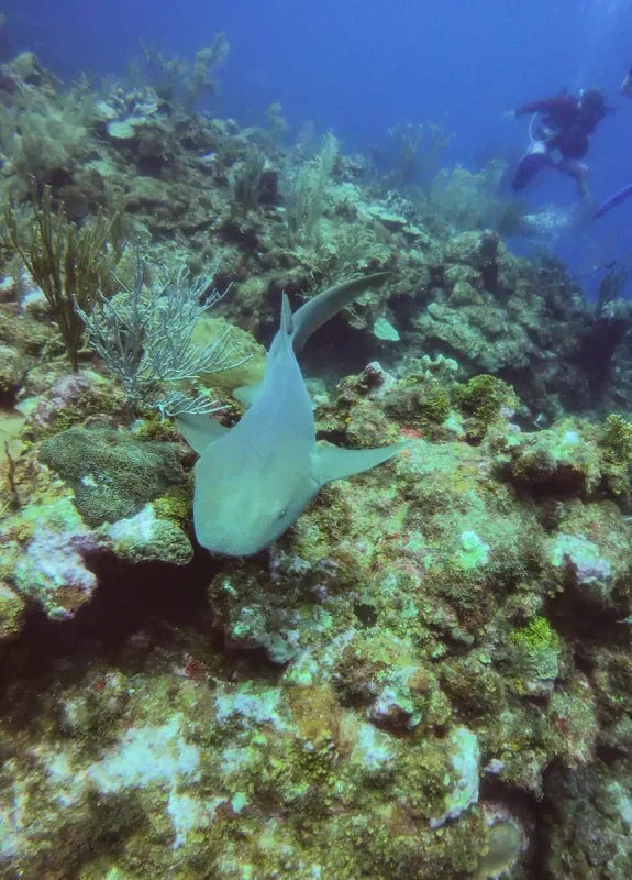 A nurse shark gliding over a coral reef with a diver in the background, showcasing the diverse marine life that makes diving one of the best things to do in Ambergris Caye.