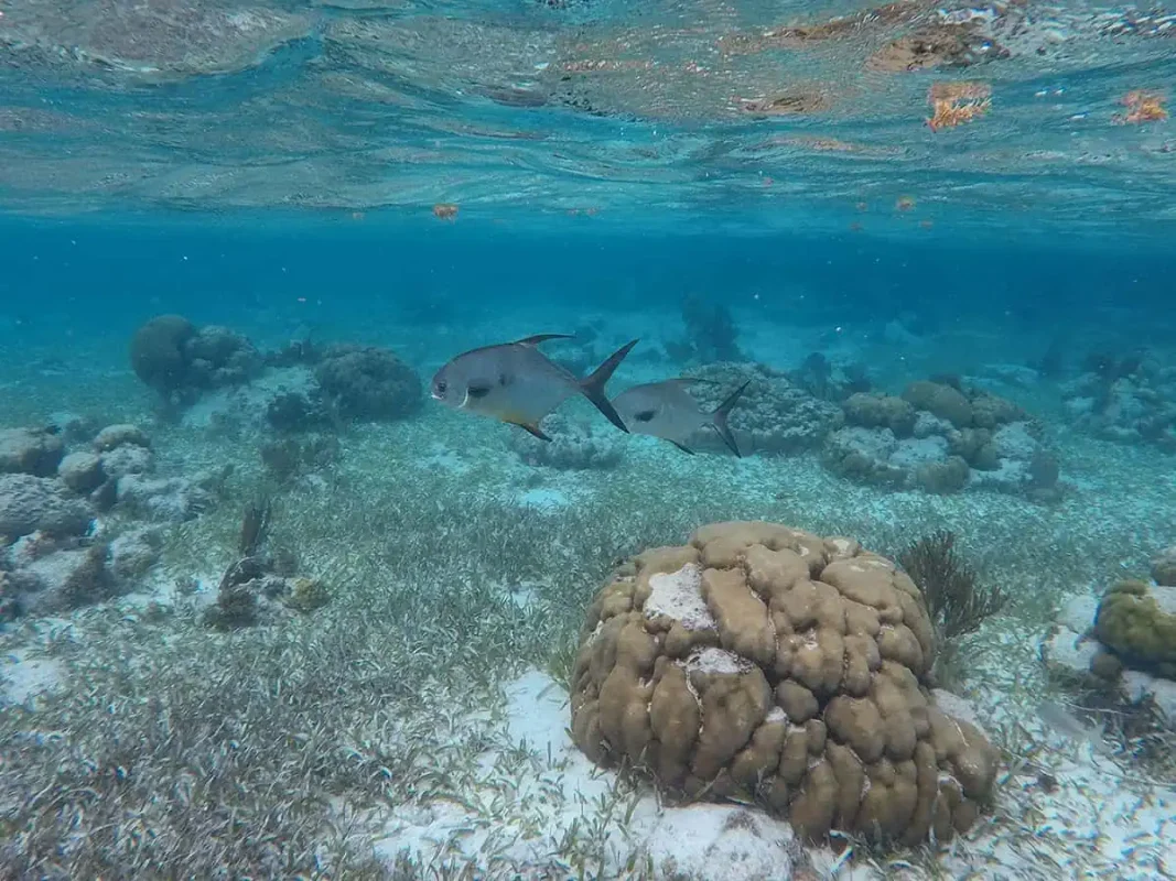 A pair of gray fish swimming above seagrass beds in the clear waters of Ambergris Caye, highlighting the island's pristine snorkeling conditions.