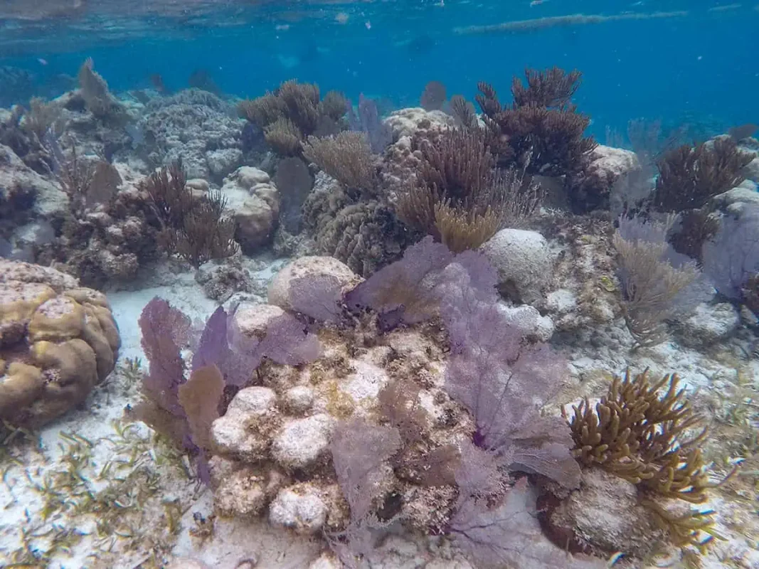 A vibrant underwater scene of coral and fish in Ambergris Caye, displaying the rich marine biodiversity available to scuba divers.