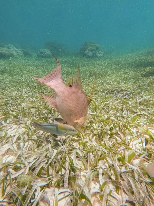A hogfish swimming over seagrass with a parrotfish in the background in Ambergris Caye's clear waters, indicative of the snorkeling experiences the island offers.