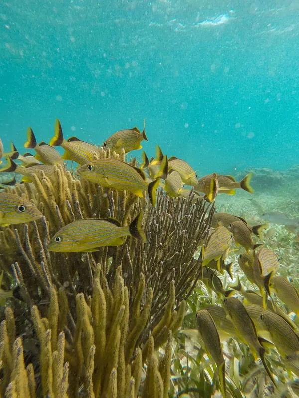 A school of grunts hovering around a sea fan in the crystal-clear waters of Ambergris Caye, emphasizing the area's excellent snorkeling opportunities.