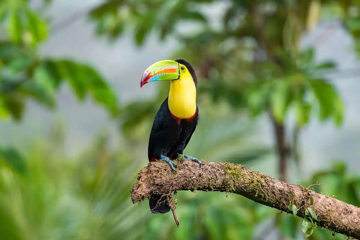 A vibrant keel-billed toucan perched on a moss-covered branch. The bird's colorful beak and plumage stand out against the blurred green foliage in the background, highlighting the diverse wildlife and birdwatching opportunities in San Ignacio