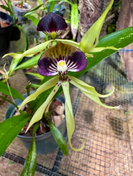 A striking orchid with purple and white petals, growing at the belize botanical gardens, a short drive from in San Ignacio. The flower's unique shape and vibrant colors emphasize the area's diverse flora and horticultural beauty.