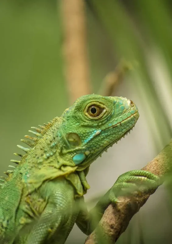 Close-up of a vibrant green iguana perched on a branch, with detailed scales and a curious expression. The lush greenery in the background highlights the natural habitats and wildlife of San Ignacio