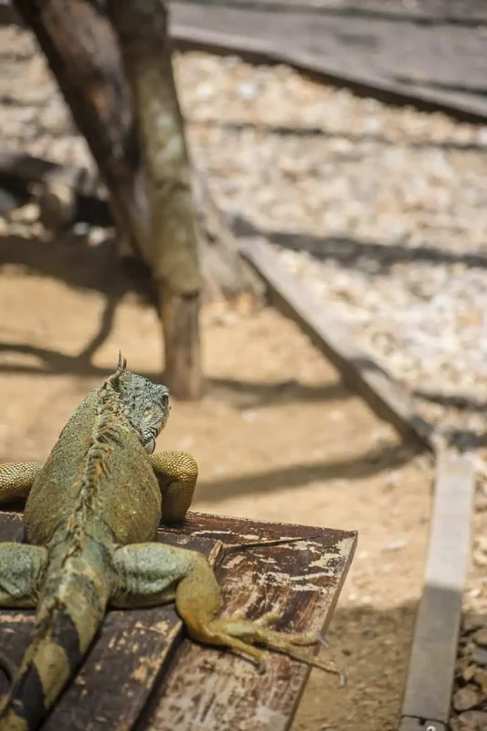 A large iguana resting on a wooden surface under the shade of a tree, with a blurred background of sandy ground and tree trunks. This showcases the reptilian wildlife that can be observed in San Ignacio.