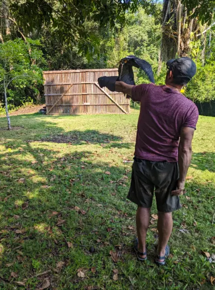A man wearing a maroon shirt and shorts standing on a grassy field, holding a trained bird of prey, likely a hawk or falcon, on his gloved arm. The background features a wooden structure and dense greenery, highlighting the unique wildlife experiences available at the belize raptor center