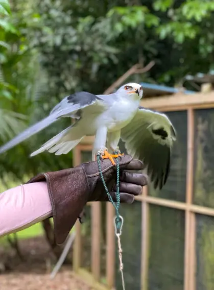 A close-up of a white hawk with black wings perched on a gloved hand. The bird's wings are partially spread as it prepares to take flight, with a lush green background, showcasing the raptor encounters in San Ignacio.