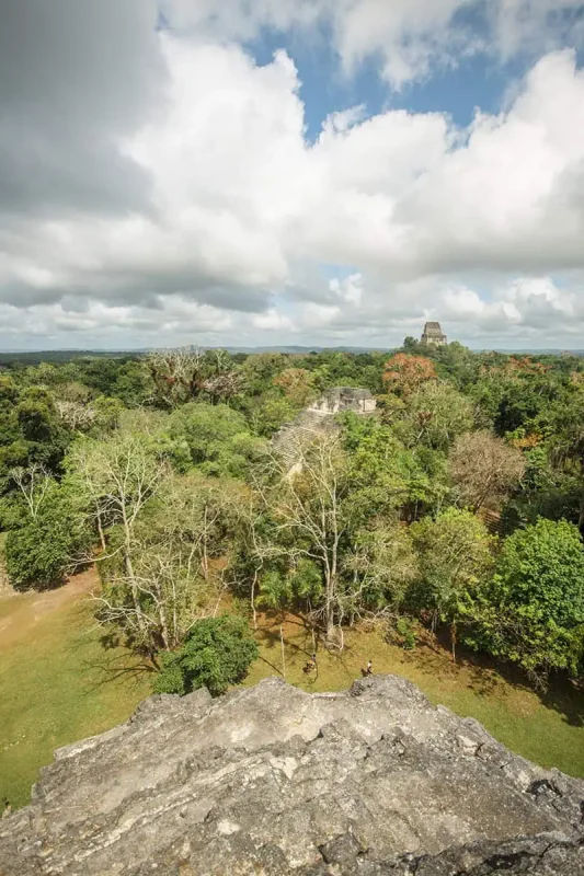 Panoramic view of the Tikal ruins from a high vantage point, with dense jungle canopy and ancient pyramid tops emerging from the trees. The expansive green landscape and historical structures show how its worth doing a day trip from san ignacio to tikal.