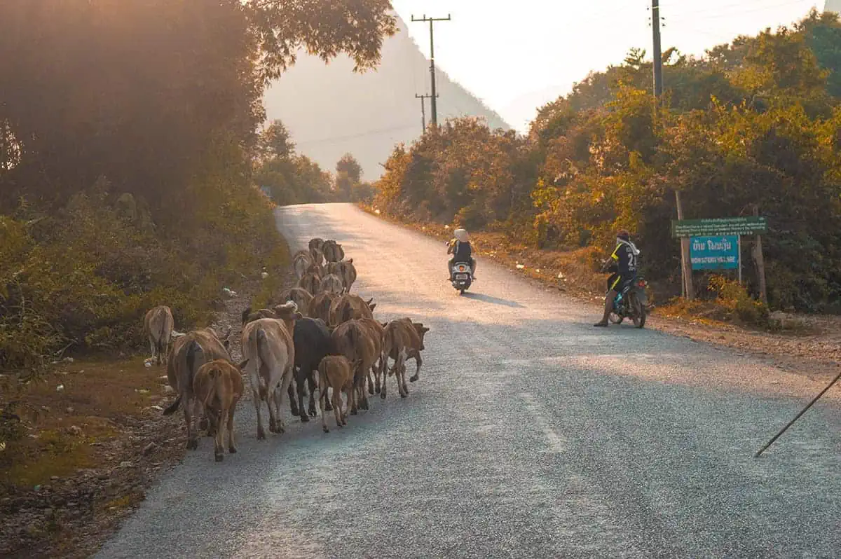 cow traffic jam driving to one of the blue lagoons vang vieng on the outskirts of town