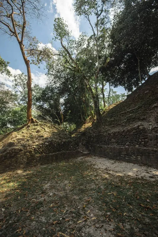 Cahal Pech Mayan Ruins In San Ignacio: A Hidden Gem Away from the Crowds 11 trees growing on top of the ruins at cahal pech san ignacio