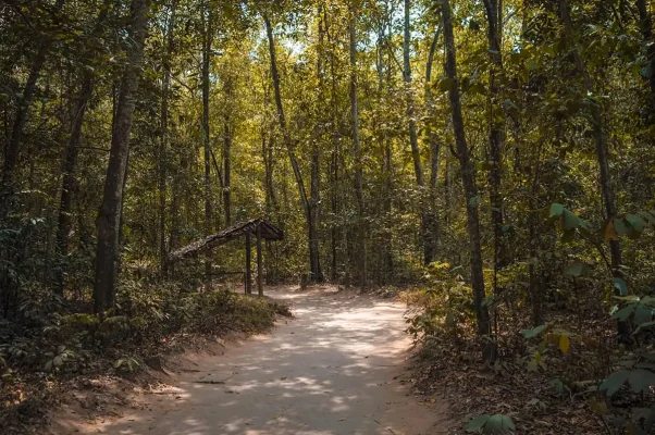 A dirt path through the lush forest on our Cu Chi tunnels tour, leading to a thatched hut, hinting at the historical context of the area.