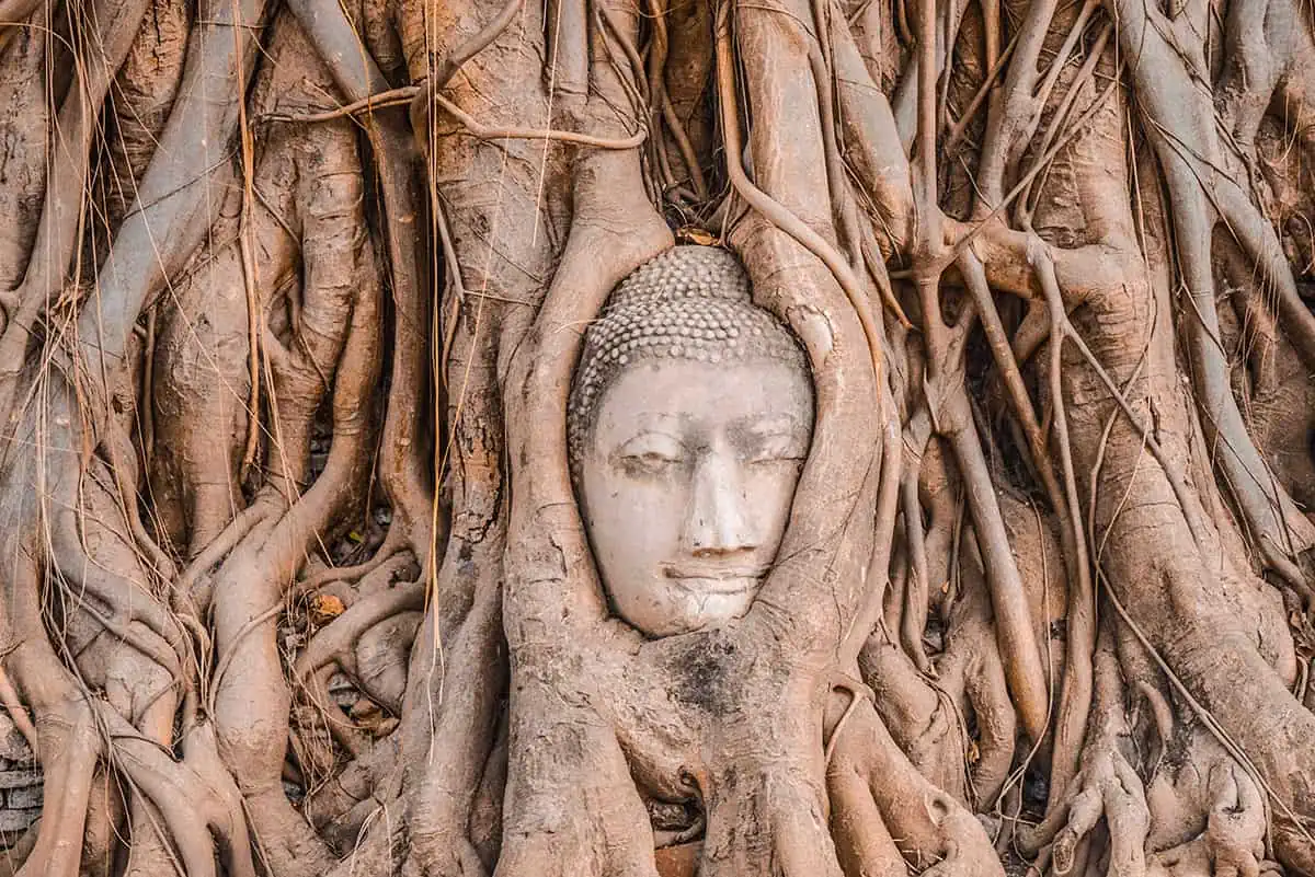 the buddha head entwined in roots at wat mahathat