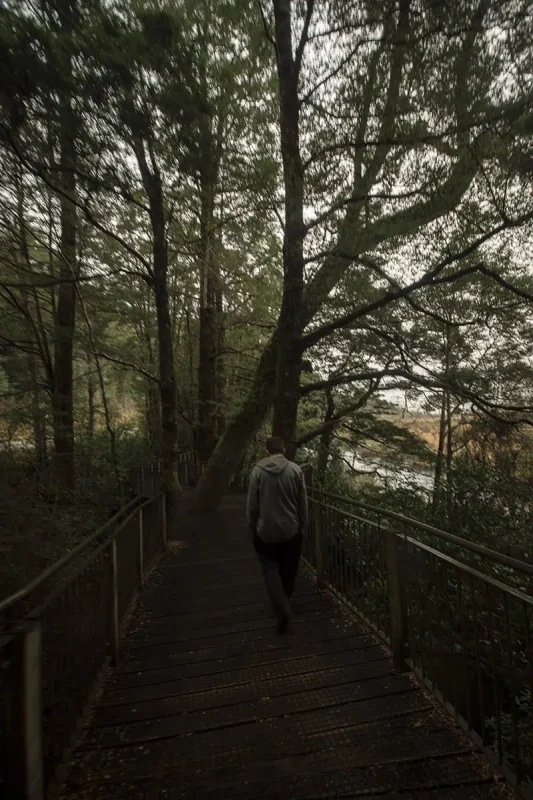 A person walks along a wooden path through a dense forest, with sunlight filtering through the trees. The peaceful and lush surroundings add to the natural beauty of Eglinton Valley.