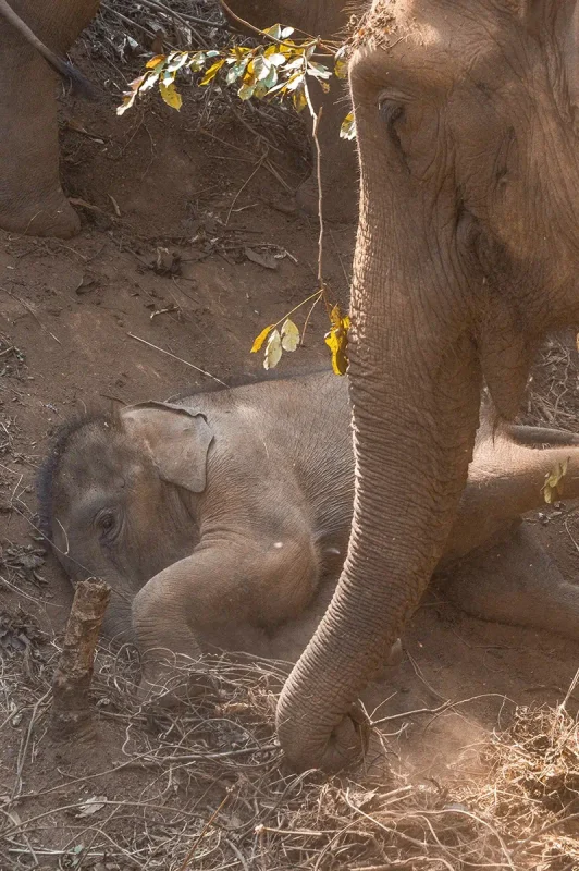 elephant jungle walk elephant freedom project.  A baby elephant lying in the dirt, under an adult elephant in Chiang Mai.