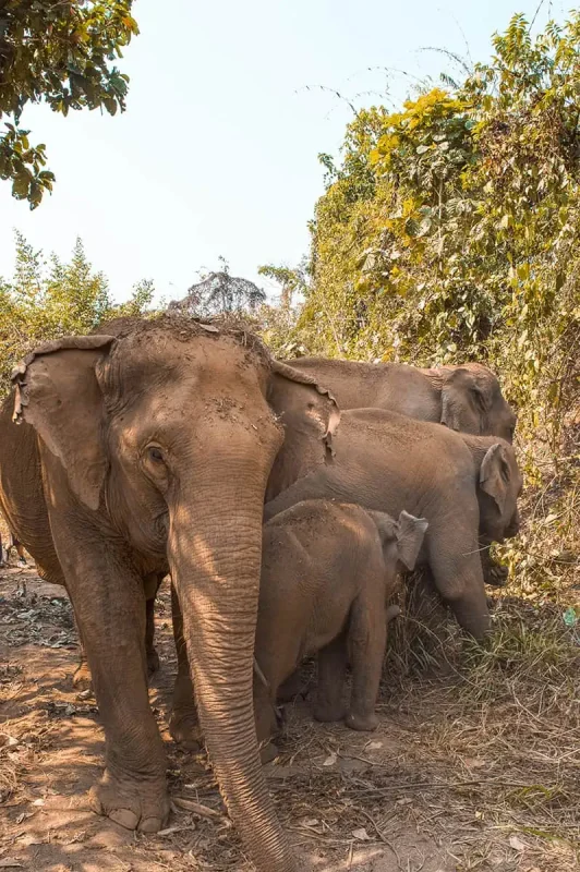 elephant jungle walk elephant freedom project - Three elephants, including a young calf, stand close together in the shade of trees in a serene elephant sanctuary in Chiang Mai.