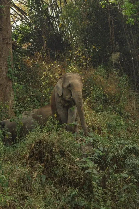 jungle walk with karen elephant retreat with An elephant lies resting on a hillside, surrounded by the lush greenery of a Chiang Mai elephant sanctuary.