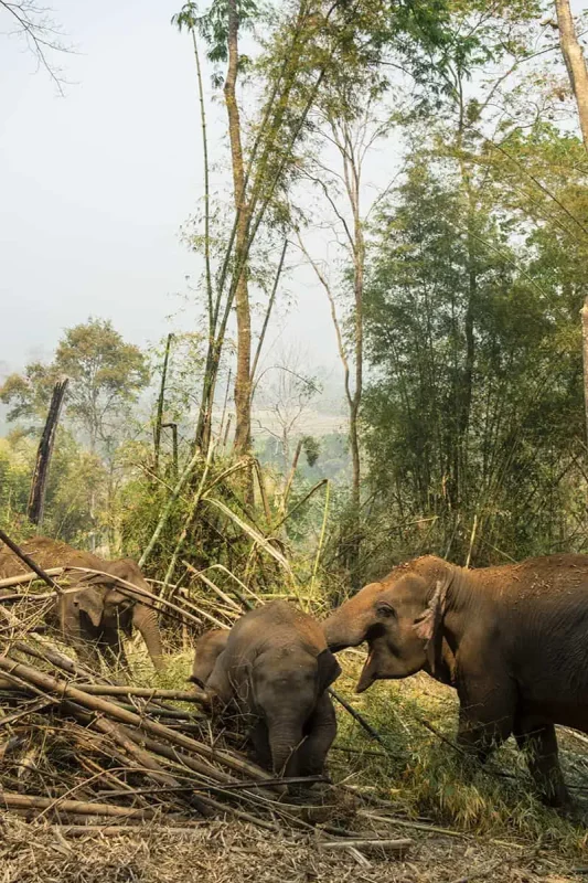 going on the jungle walk with a herd of elephants at an elephant sanctuary in Chiang Mai.