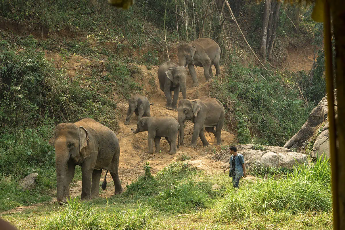 A herd of elephants walking down a step hill alongside the mahout