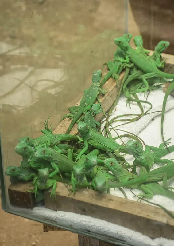 deep green baby iguanas who have plenty of growing to do at the green iguana conservation project in san ignacio