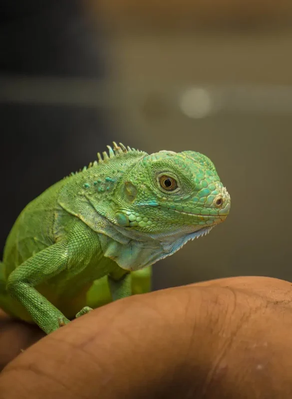 meeting a teenage green iguana at the green iguana conservation project