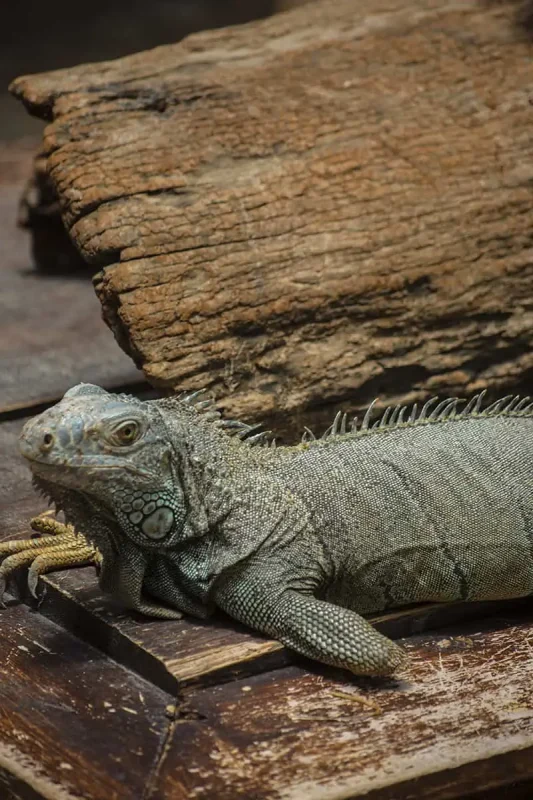 one of the resident iguanas who had lost their foot at the green iguana conservation project