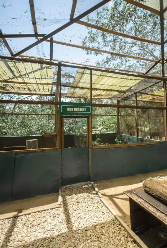 the iggy nursery run by the green iguana conservation project