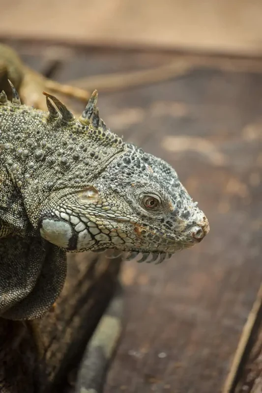 close up of a green iguana at the green iguana conservation project in san ignacio