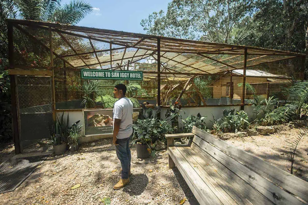 the enclosure of the san iggy hotel at the green iguana conservation project in san ignacio