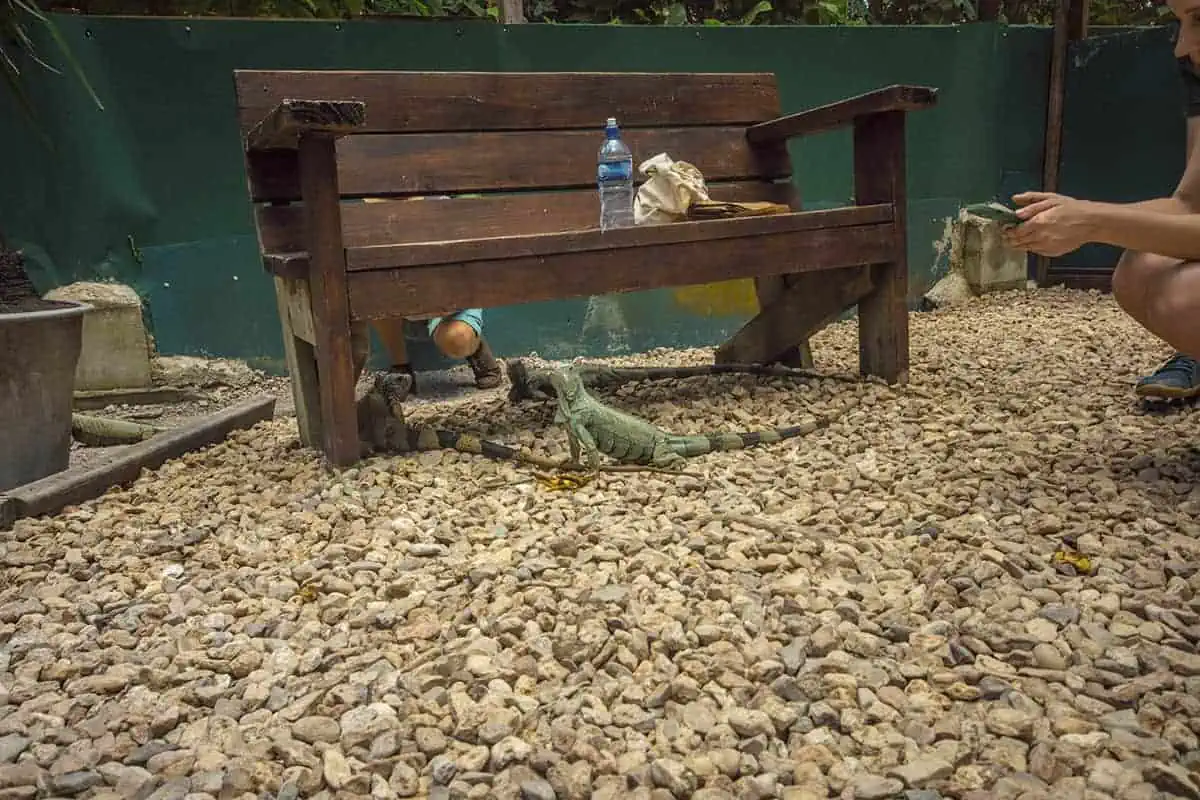 the grown iguanas in the main portion of the green iguana conservation project