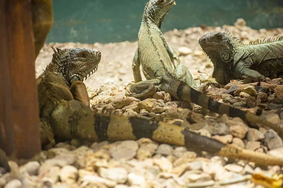 the resident iguanas at the green iguana conservation project enjoying some shade underneath the chair