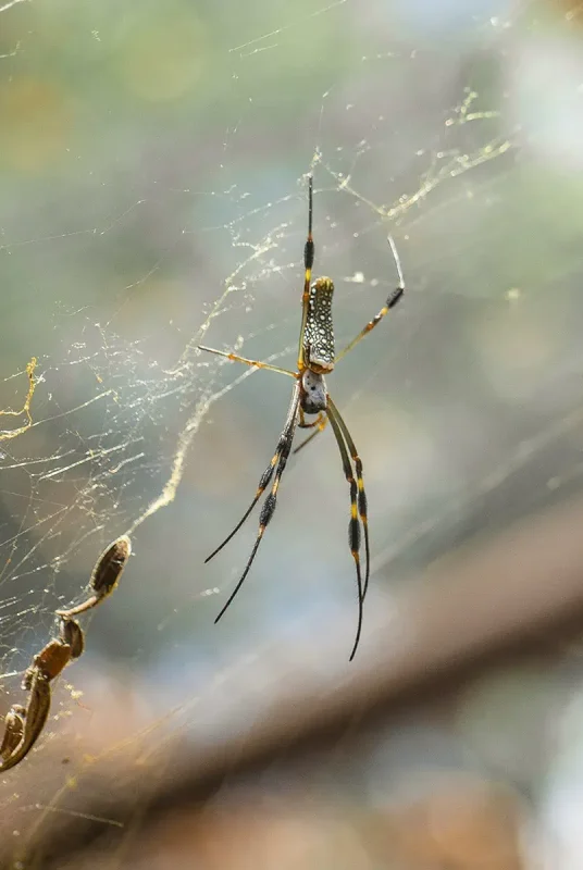 scary looking spider inside the iguana hotel at the green iguana conservation project