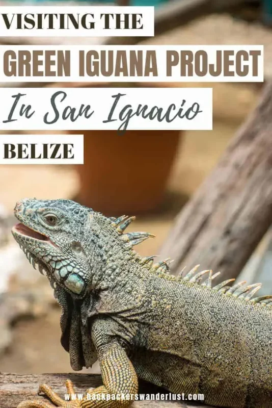 Come find out all you need to know about visiting the Green Iguana Conservation Project in San Ignacio. I will let you know what you can expect, how to get there, the entry fee, is it ethical and so much more!