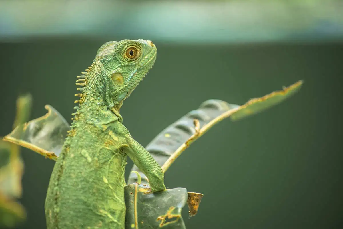 small iguana at the green iguana conservation project in san ignacio