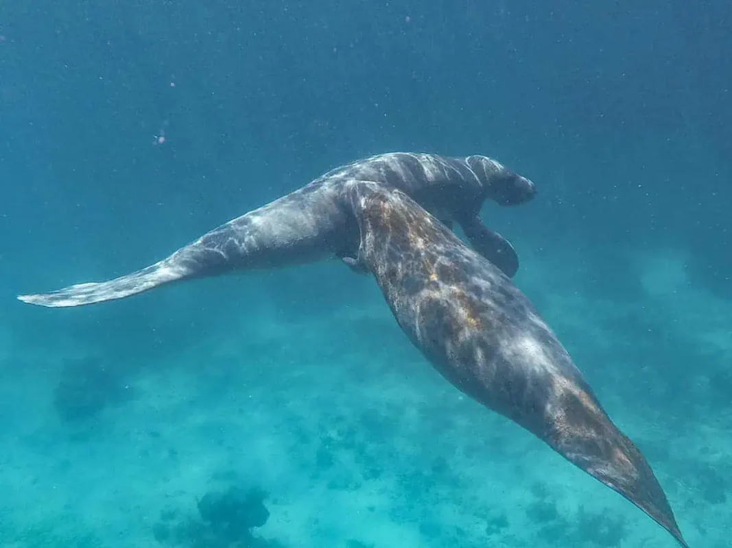 Manatees swim in the clear waters off Caye Caulker, reflecting the island's commitment to safety and preservation of natural beauty.