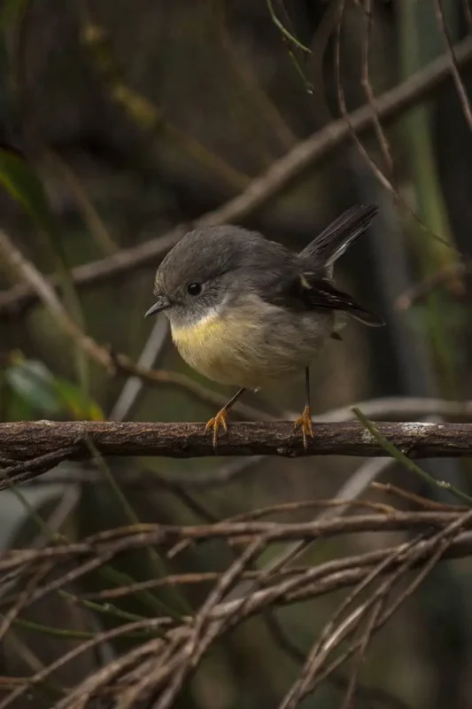Small female tomtit bird perched on a branch along the Milford Sound foreshore.