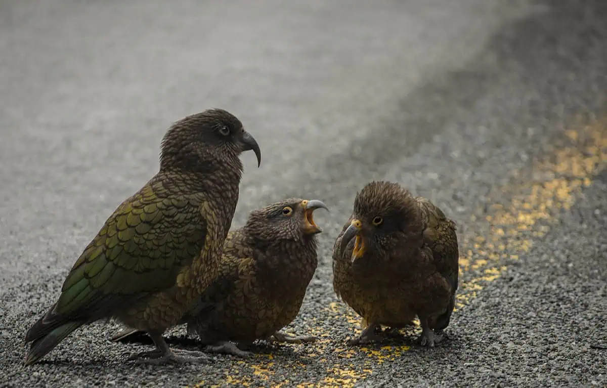 Three kea parrots interacting on the roadside along the Milford Ro