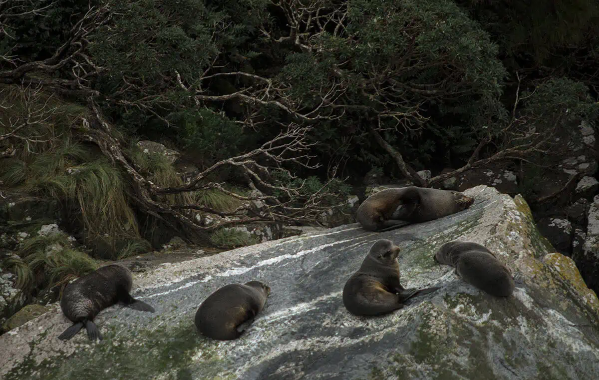 Fur seals lying on rocks above the waterline along the shore of Milford Sound